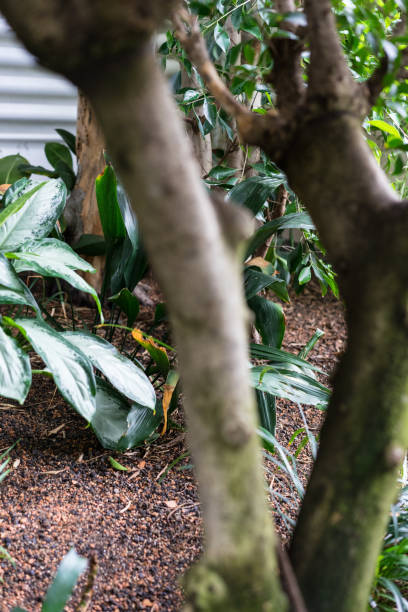 istock chinese fig tree trunk ficus nitida compacta moraceae bay 873488952