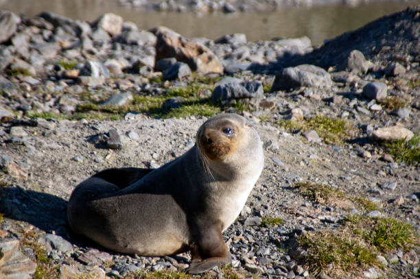 istock antarctic fur seal pup in morning sun 873491342