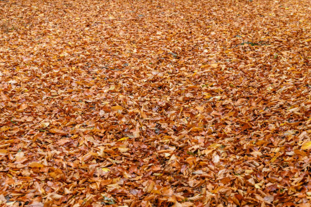 istock background of yellow autumn leaves 873491840