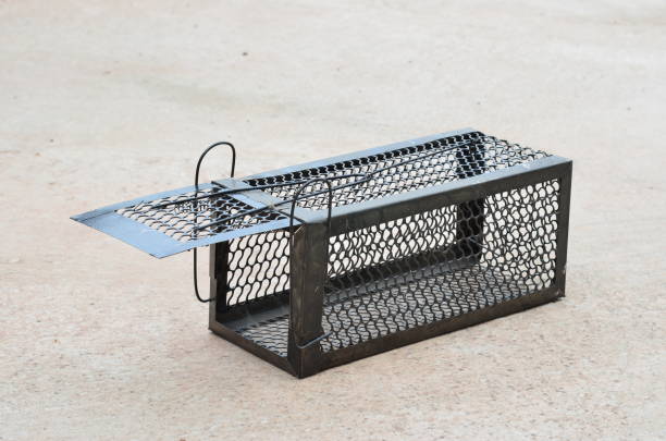 Black and white cat captured in a trap