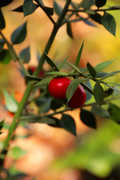 istock Ruscus aculeatus in autumn 873492452