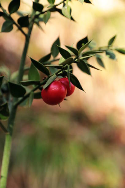 istock Ruscus aculeatus in autumn 873492456