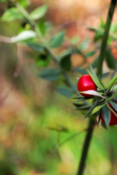 istock Ruscus aculeatus in autumn 873492458