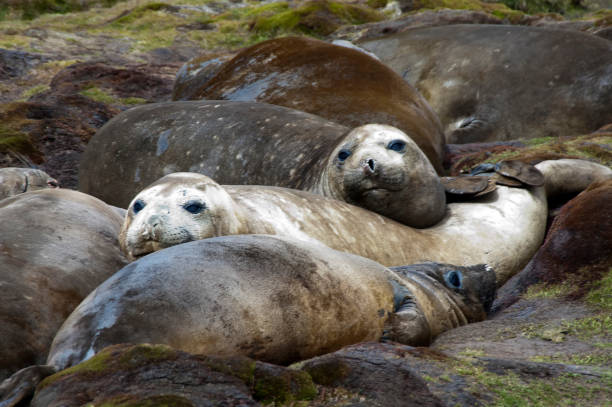 istock Southern elephant seals on beach at old Whaling Station 873492482