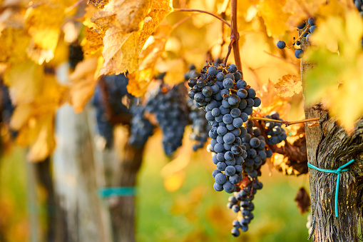 Grapes on vine in a row before harvesting