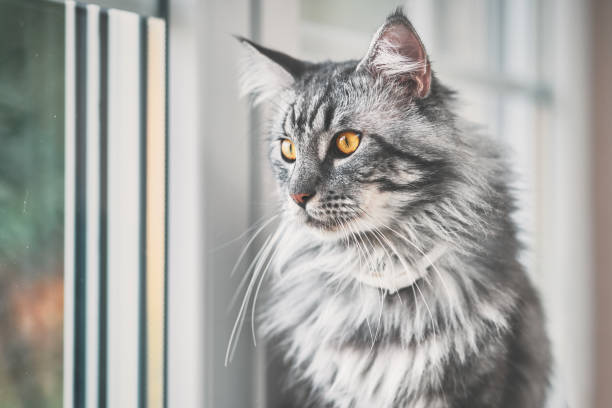 maine coon - big eyes foto e immagini stock