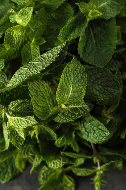 istock Fresh mint leaves. Italian herbs. Dark background. 873507416