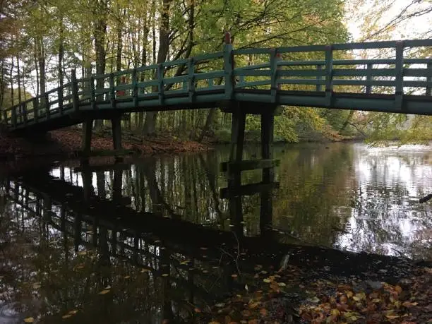 Amsterdamse bos in de herfst
