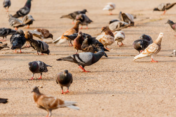 istock Many pigeons are eating in the park. 873508190