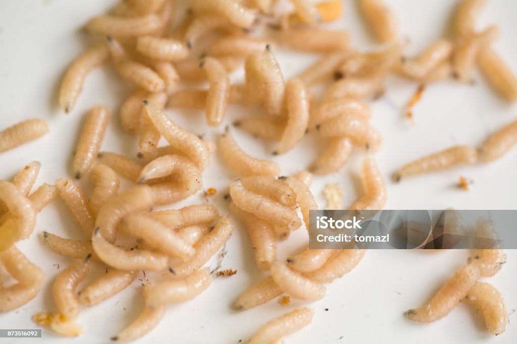 Maden Insect Maden Oder Larven Der Fliege Stockfoto und mehr Bilder von Made - Made ...