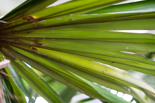 Leaf and trunk of cuban coconut palm coccothrinax crinata