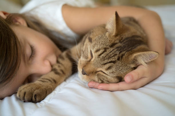 猫と寝ている子 - pets animal domestic animals playful ストックフォトと画像