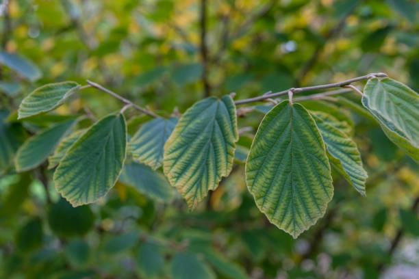 istock Leaves of Magic Nut Plant Hamamelis Hamamelidaceae Hybrid 873518596