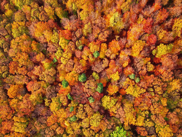 istock Autumn forest aerial background made directly from above. 873518794