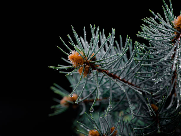 Fir with water drops stock photo