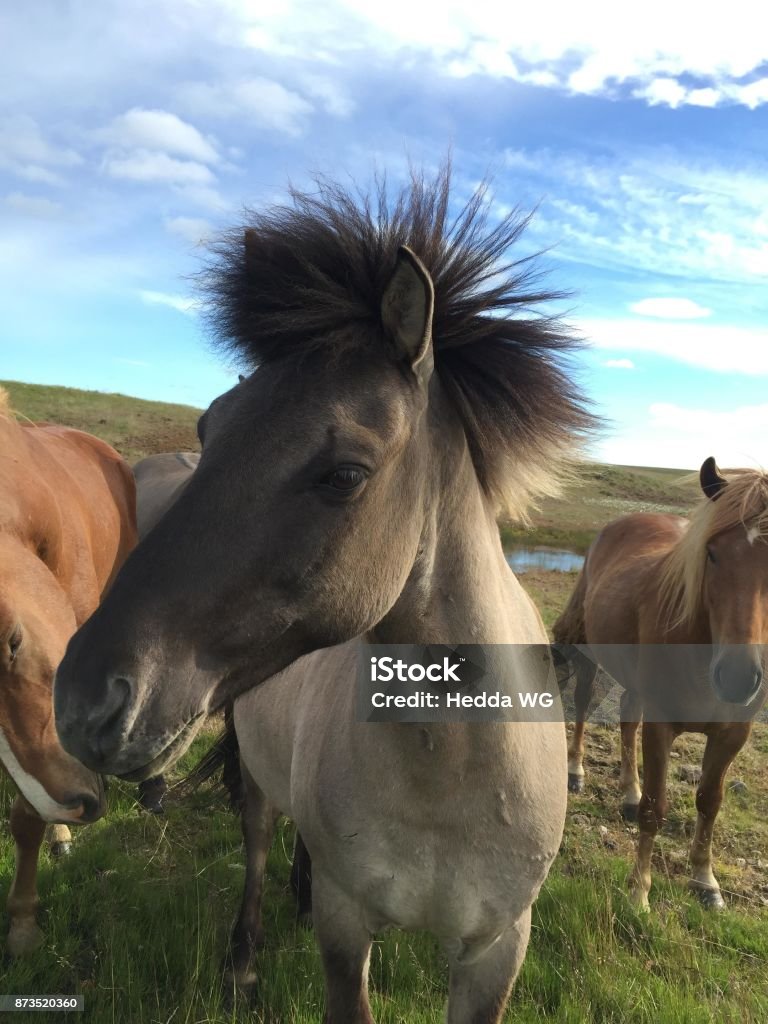 Closeup of a graybrown, icelandic horse with bristly hair outdoorse and two other horses in the background Graybrown icelandic horse with black, bristly hair turning slightly away from the camera. The horse is standing on a grass area, and there are two other horses in the background Animal Stock Photo