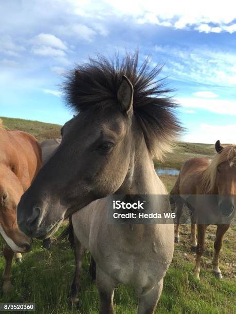 Closeup Of A Graybrown Icelandic Horse With Bristly Hair Outdoorse And Two Other Horses In The Background Stock Photo - Download Image Now