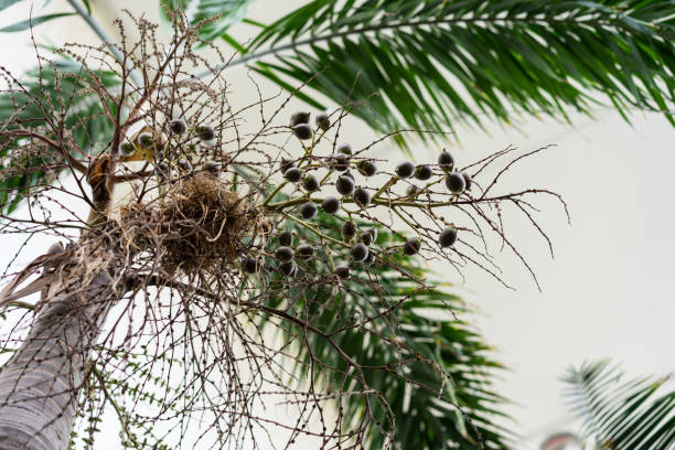 tronc d’arbre et les feuilles de roystonea regia arecaceae caraïbes roi palm - formal garden tropical climate park plant photos et images de collection