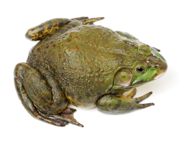 istock Bullfrog, Rana catesbeiana, isolation on white background 873526388