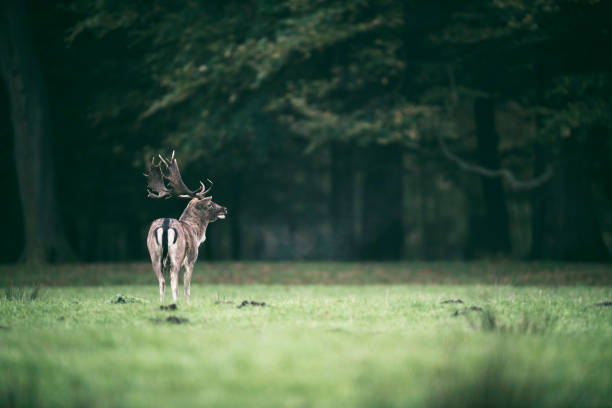istock Fallow deer buck standing in meadow at edge of forest. 873528772