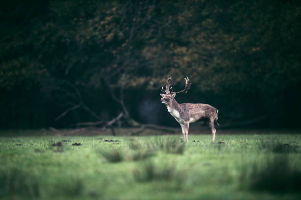 istock Fallow deer buck standing in meadow at edge of forest. 873528792