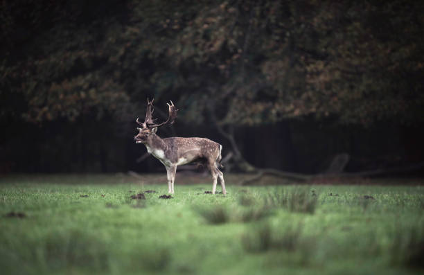 istock Fallow deer buck standing in meadow at edge of forest. 873528804