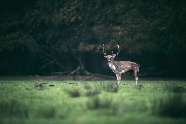 istock Fallow deer buck standing in meadow at edge of forest. 873528828