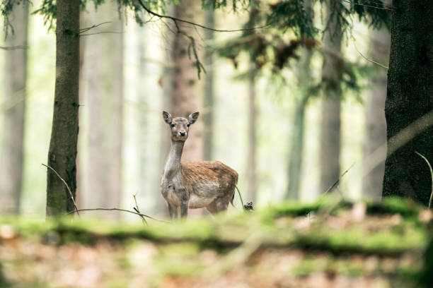 istock Female fallow deer in forest looking towards camera. 873528858