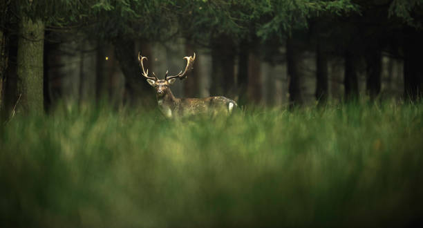 istock Fallow deer buck in high grass near forest. 873528864