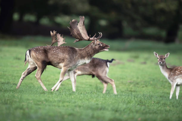 istock Bellowing fallow deer buck in meadow between females. 873528992
