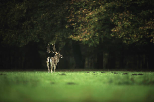 istock Fallow deer buck standing in meadow at edge of forest. 873531132