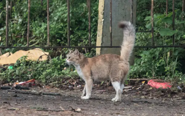 Cat with puffed-up tail