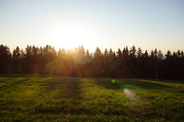 istock Majestic sunset in the forest landscape 873535772