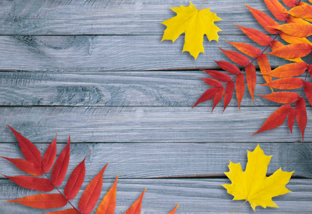 istock Autumn leaves on wooden planks in rustic style 873539852