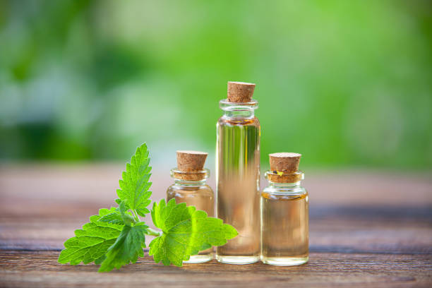 catmint essential oil in  beautiful bottle on table stock photo
