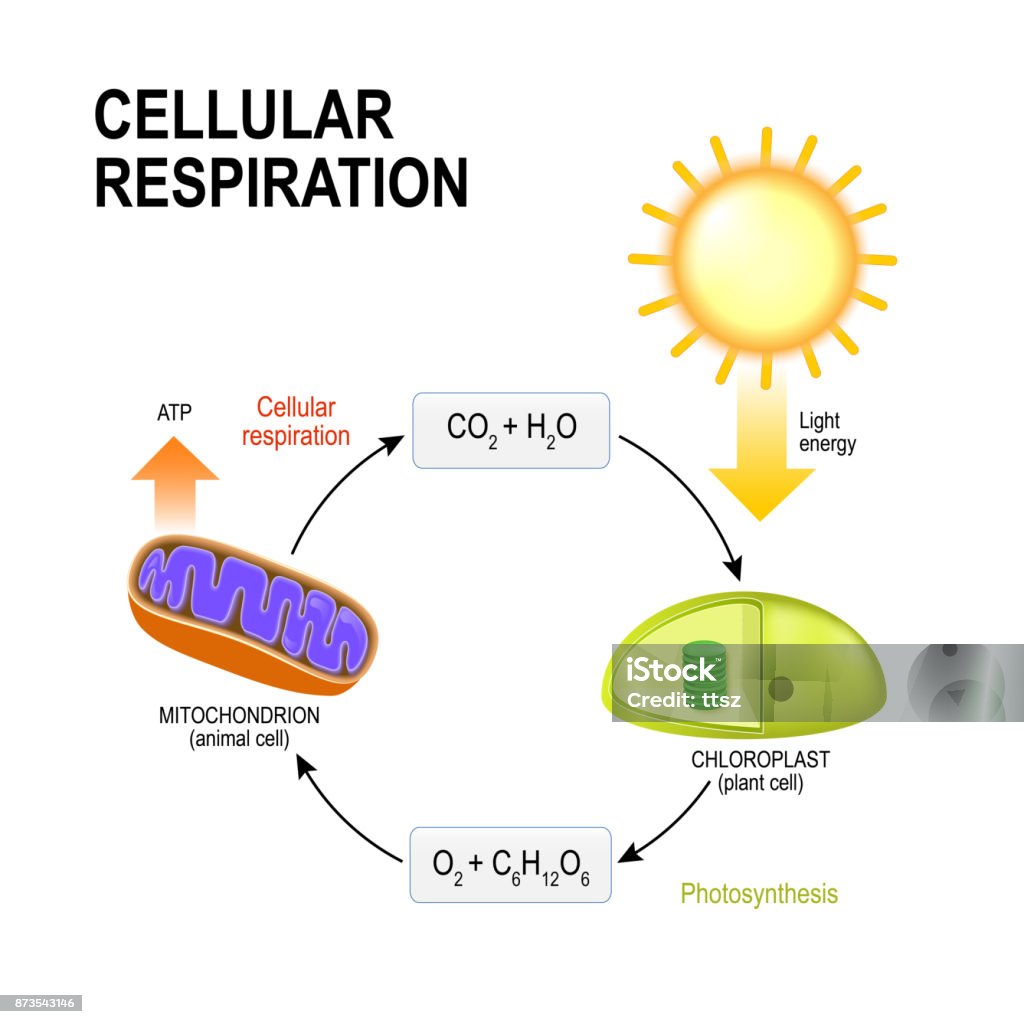 Ilustración de Respiración Celular Y Fotosíntesis y más Vectores Libres de Derechos de Mitocondrio - Mitocondrio, Vehículo de propulsión humana, Fotosíntesis - iStock Ilustración de Respiración Celular Y Fotosíntesis y más Vectores Libres de Derechos de Mitocondrio - Mitocondrio, Vehículo de propulsión humana, Fotosíntesis - iStock