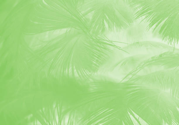 istock Beautiful light green vintage color trends feather texture background 873543724