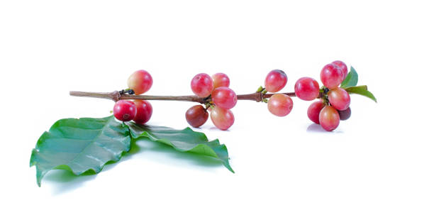 istock coffee beans close up on background 873546690