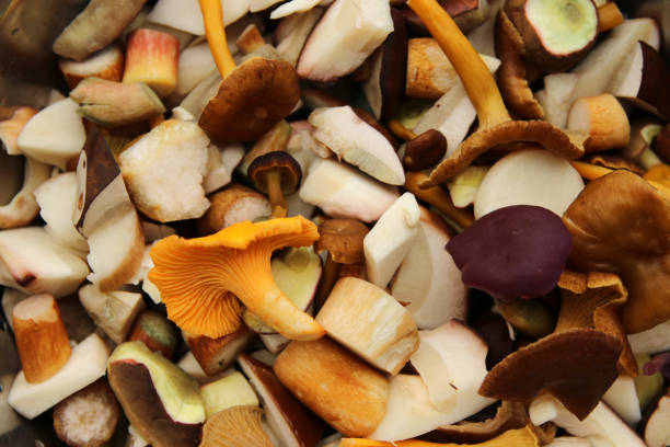 mixed mushrooms - chanterelle golden chanterelle edible mushroom mushroom imagens e fotografias de stock