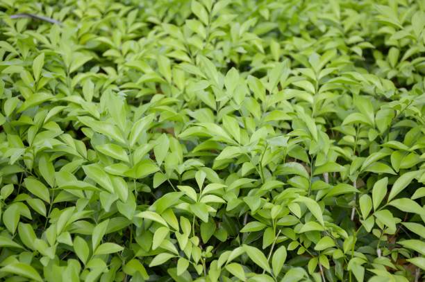 istock green plant in nature garden 873547562