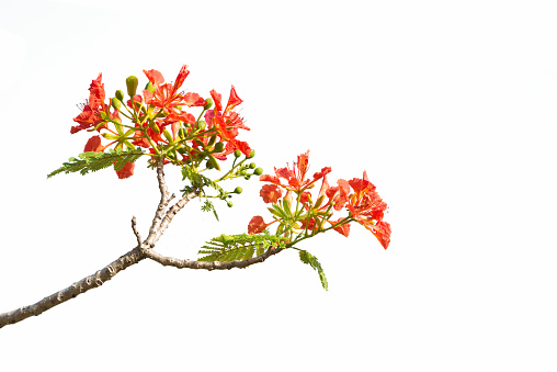 Peacock flower or Royal Poinciana or Flamboyant flower on white background