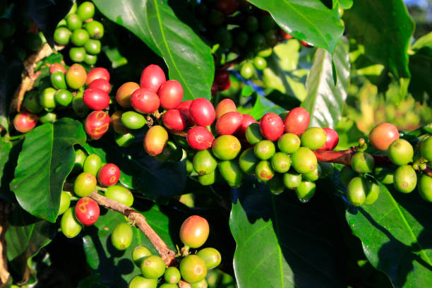 istock Green coffee bean on coffee tree in Dalat, Vietnam 873547920