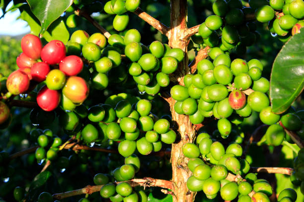 istock Green coffee bean on coffee tree in Dalat, Vietnam 873547954