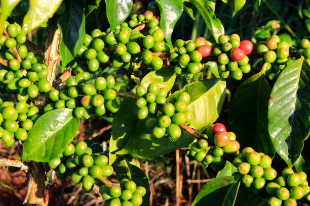 istock Green coffee bean on coffee tree in Dalat, Vietnam 873548026