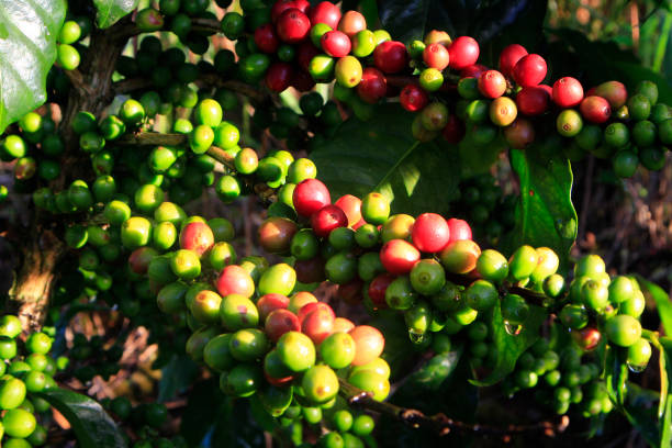 istock Green coffee bean on coffee tree in Dalat, Vietnam 873548074