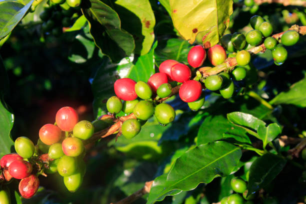 istock Green coffee bean on coffee tree in Dalat, Vietnam 873548132