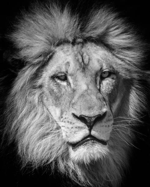 istock King of the jungle 873551234