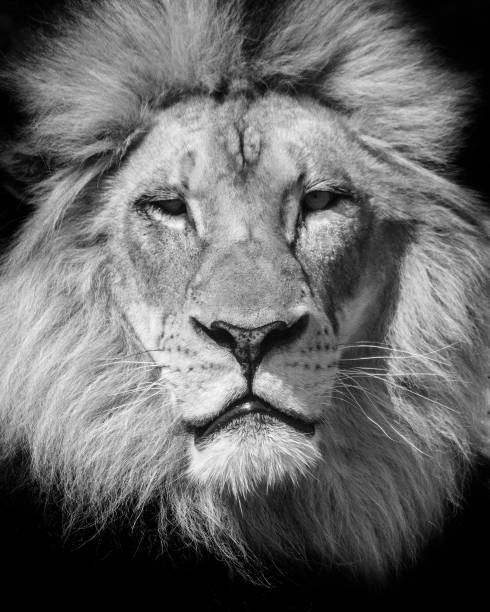 istock King of the jungle 873551260