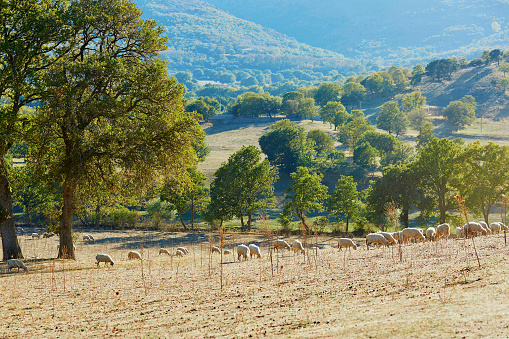 Sheep herd on pasture in Sardinia, Italy