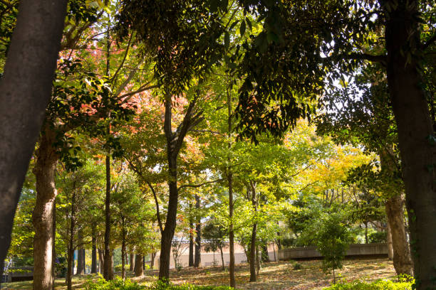 istock Kiba park in autumn 873555006